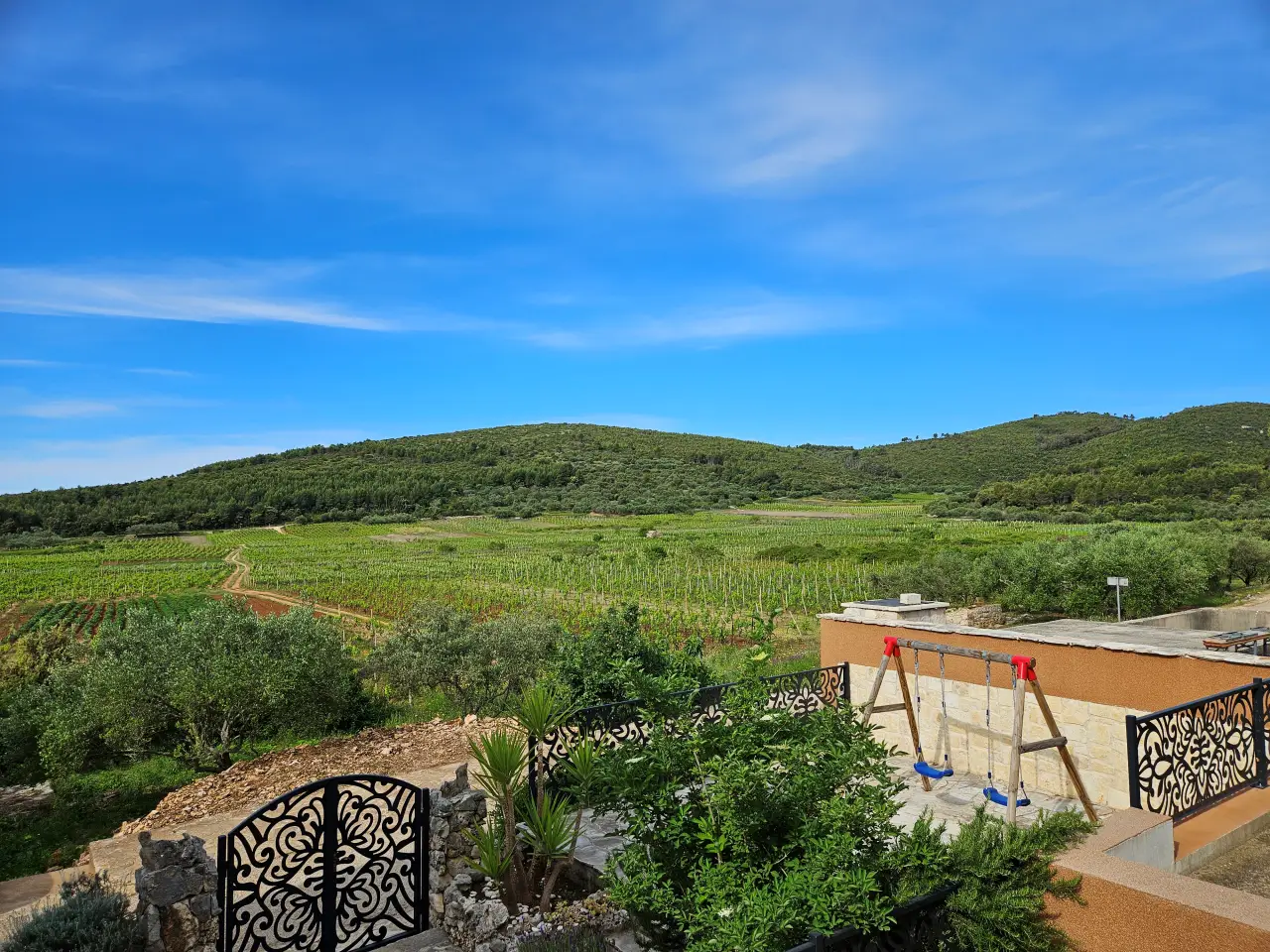 Vineyards morning View