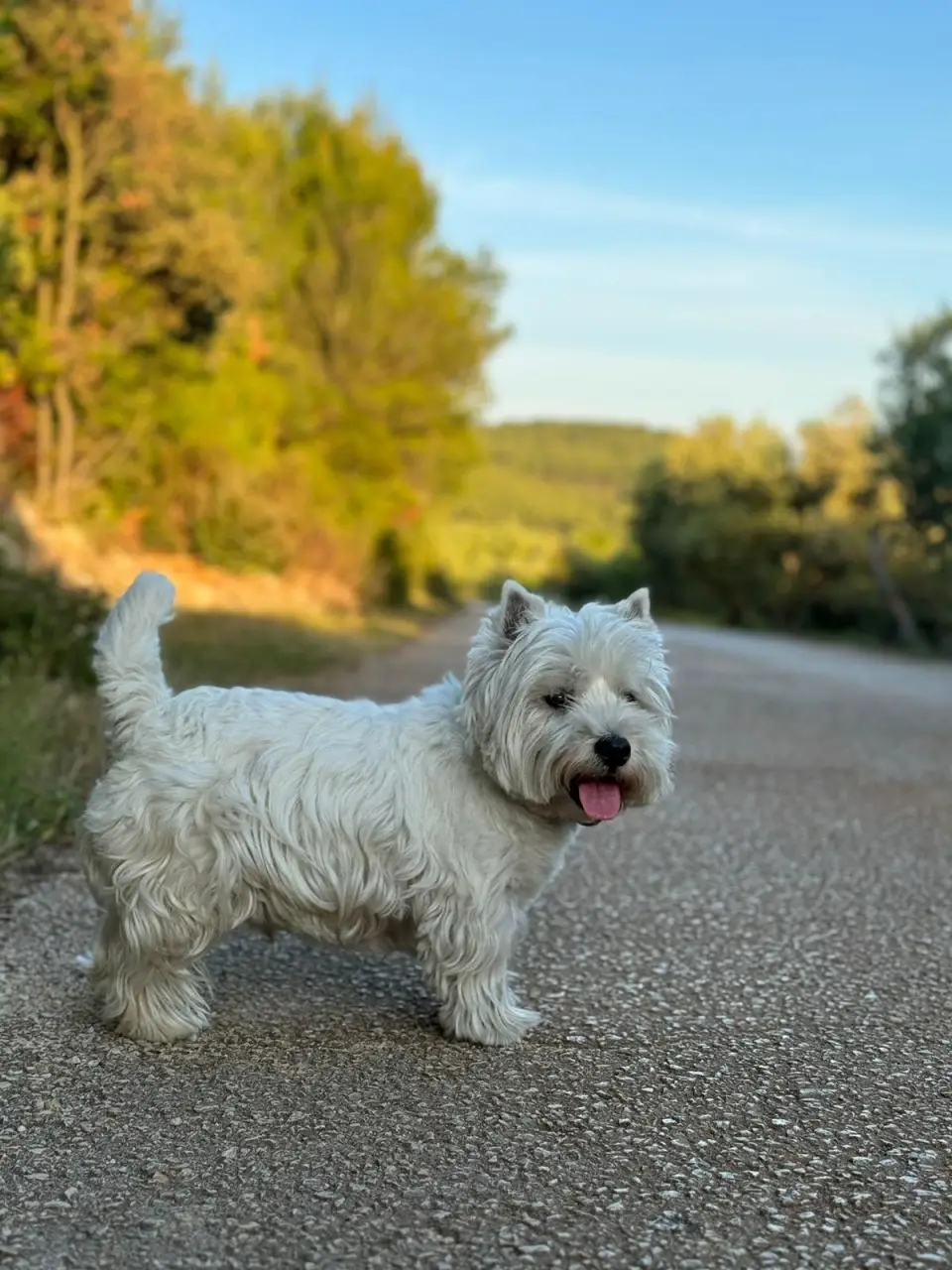 Oskar kommt aus Korcula
