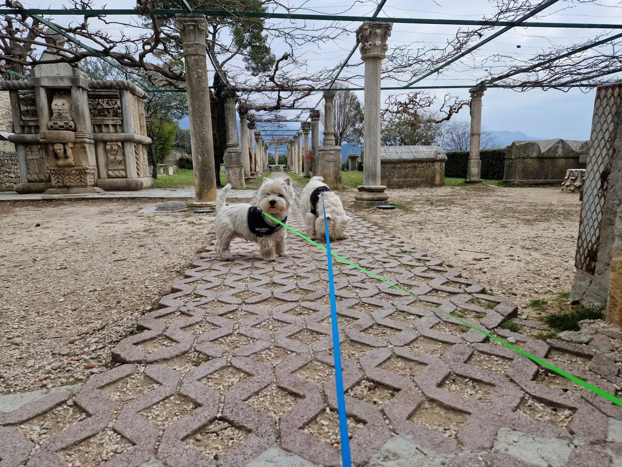 Hunde i Salona
