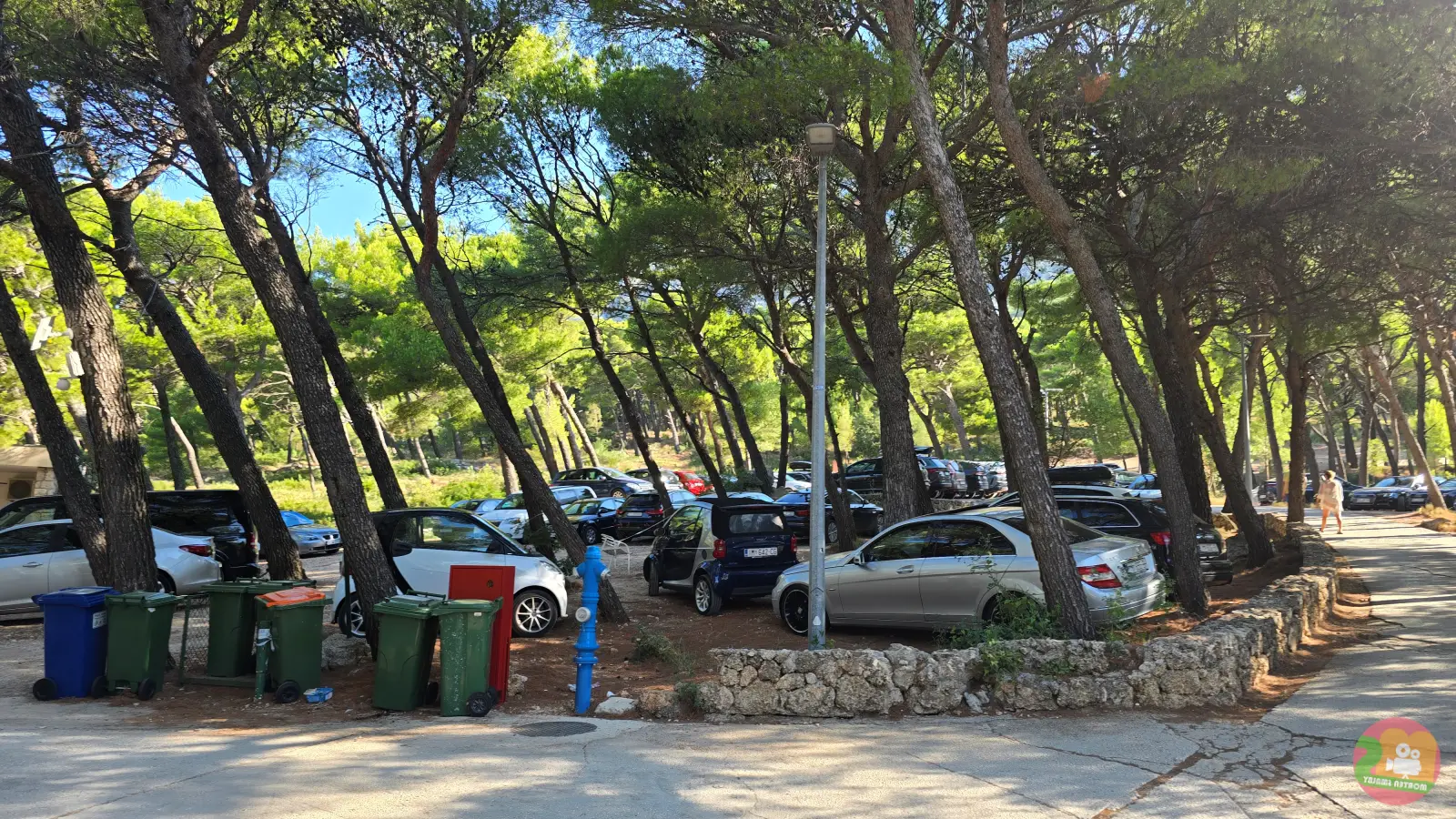 Parkplatz unter hohen Pinien nahe der Punta Rata in Brela, Autos zwischen den Baumstämmen