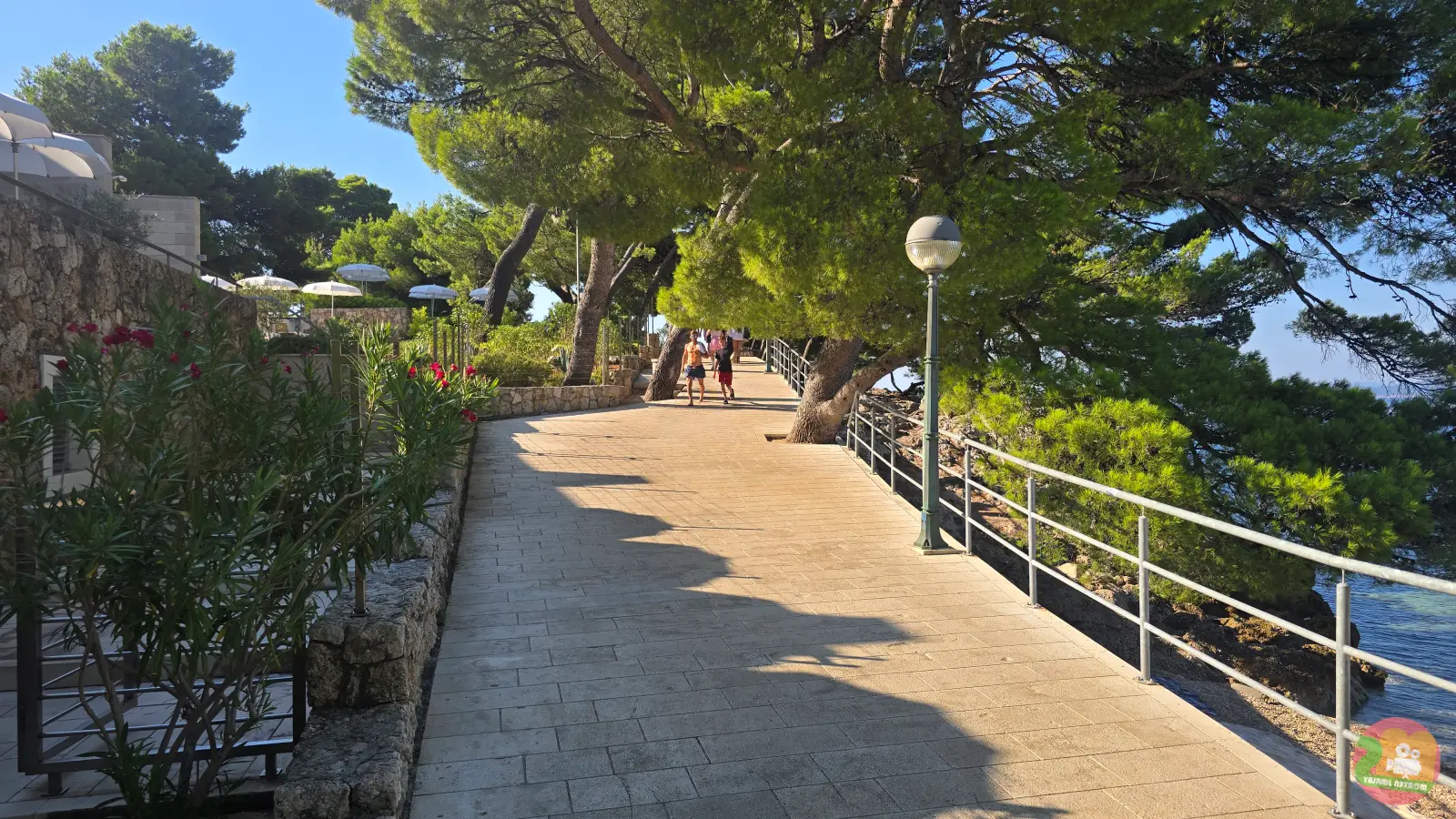 Utwardzona nadmorska promenada w Breli z barierkami i latarniami, ocieniona dużymi sosnami, po lewej oleandry